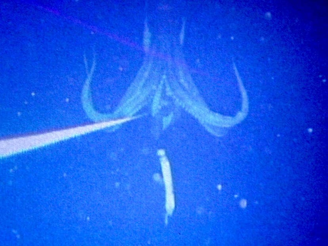 Ngư d&acirc;n g&acirc;y chấn động khi bắt gặp sinh vật hiếm khổng lồ vừa "t&aacute;i xuất": Lần thứ 3 trong lịch sử nh&acirc;n loại ghi lại được h&igrave;nh ảnh qu&yacute; gi&aacute; n&agrave;y - Ảnh 1.