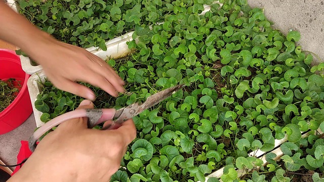 3 loại rau nên trồng trong vườn nhà, có 1 cây cũng tốt đủ đường - Ảnh 1.