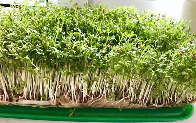 3 loại rau nên trồng ngay không cần đất gieo, chỉ 5 ngày là có rau ăn - Ảnh 1.