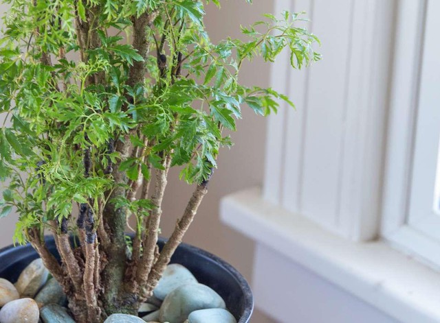 V&igrave; sao người xưa thường trồng một c&acirc;y đinh lăng trong nh&agrave;? - Ảnh 1.