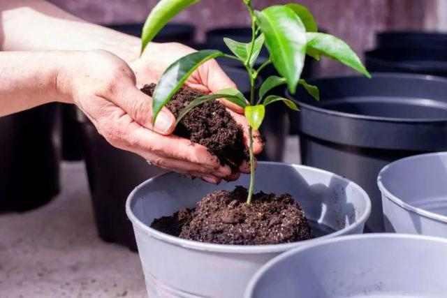 3 lý do nên có một cây chanh trong nhà - Ảnh 1.