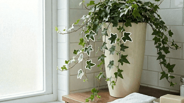 Chuyên gia phong thủy: Đây là 3 loại cây không nên đặt trước cửa nhà- Ảnh 3. Chuyên gia phong thủy: Đây là 3 loại cây không nên đặt trước cửa nhà- Ảnh 3.