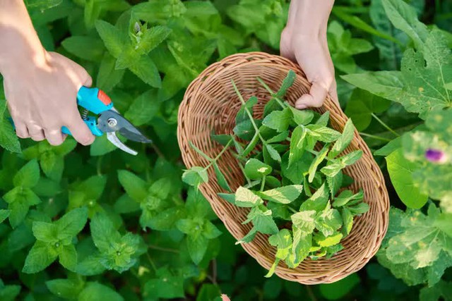 5 loại m&ugrave;i m&agrave; gi&aacute;n rất gh&eacute;t, ngửi thấy l&agrave; tr&aacute;nh xa - Ảnh 4.