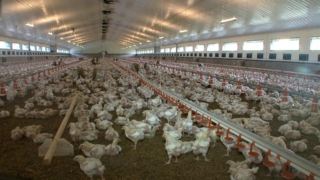 Đột nhập nh&agrave; m&aacute;y g&agrave; c&ocirc;ng nghiệp xuất xưởng 6 triệu con/tuần: V&igrave; sao g&agrave; ở đ&acirc;y "lớn nhanh như thổi", đạt 2,5kg chỉ sau 35 ng&agrave;y?- Ảnh 2.
