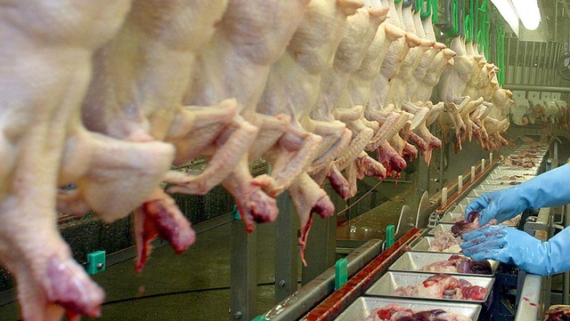 Đột nhập nh&agrave; m&aacute;y g&agrave; c&ocirc;ng nghiệp xuất xưởng 6 triệu con/tuần: V&igrave; sao g&agrave; ở đ&acirc;y "lớn nhanh như thổi", đạt 2,5kg chỉ sau 35 ng&agrave;y?- Ảnh 4.