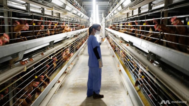 "Đột nhập" nh&agrave; m&aacute;y trứng sản xuất 600.000 quả/ng&agrave;y: V&igrave; sao g&agrave; đẻ ở đ&acirc;y gần như kh&ocirc;ng c&oacute; ng&agrave;y nghỉ? - Ảnh 1.
