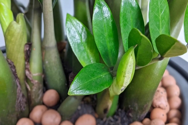 C&acirc;y n&ecirc;n trồng trước nh&agrave; th&aacute;ng 6: H&uacute;t t&agrave;i lộc, giữ b&igrave;nh an- Ảnh 1.