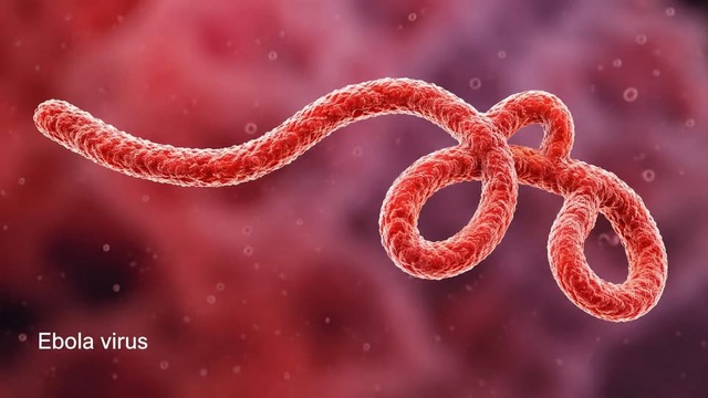 Sát thủ vô hình Ebola: Nhận diện đúng để không hoảng loạn - Ảnh 2.