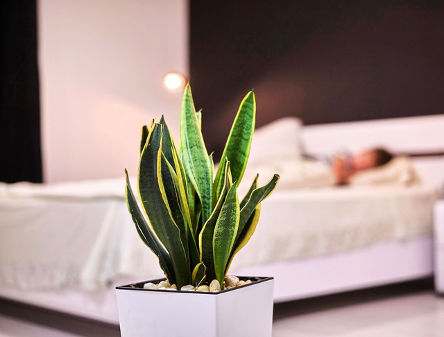 9 l&yacute; do v&igrave; sao bạn n&ecirc;n trồng 1 c&acirc;y lưỡi hổ trong nh&agrave;- Ảnh 3.