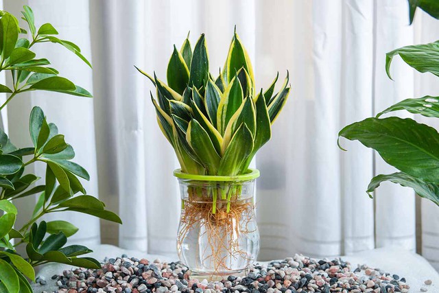 9 l&yacute; do v&igrave; sao bạn n&ecirc;n trồng 1 c&acirc;y lưỡi hổ trong nh&agrave;- Ảnh 2.
