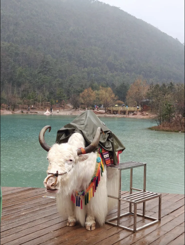 Ch&uacute; b&ograve; trắng th&agrave;nh &ldquo;m&aacute;y in tiền&rdquo;, đứng y&ecirc;n chụp ảnh c&ugrave;ng kh&aacute;ch cũng thu cho chủ 23 tỷ/ năm?- Ảnh 1.