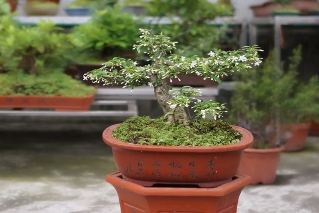3 cây bonsai "giữ tiền như két sắt": Không cần nghìn vàng vẫn trấn trạch, hút tài cho gia chủ - Ảnh 1.
