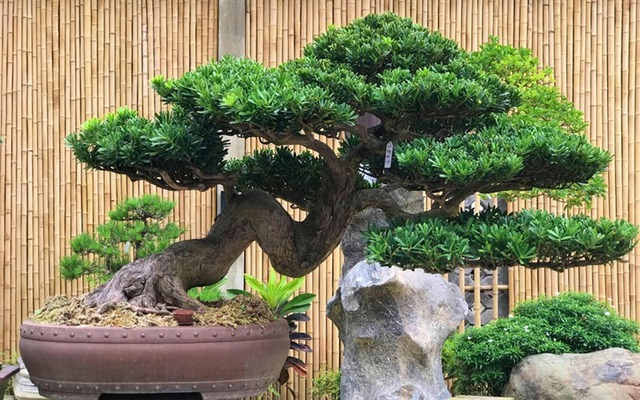 3 c&acirc;y cảnh "giữ của" cho gia đ&igrave;nh, sống trăm năm: Trồng trong nh&agrave; chẳng kh&aacute;c n&agrave;o cất v&agrave;ng - Ảnh 1.