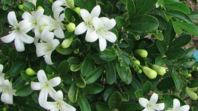 5 l&yacute; do bạn n&ecirc;n trồng một c&acirc;y nguyệt quế trước nh&agrave;- Ảnh 1.