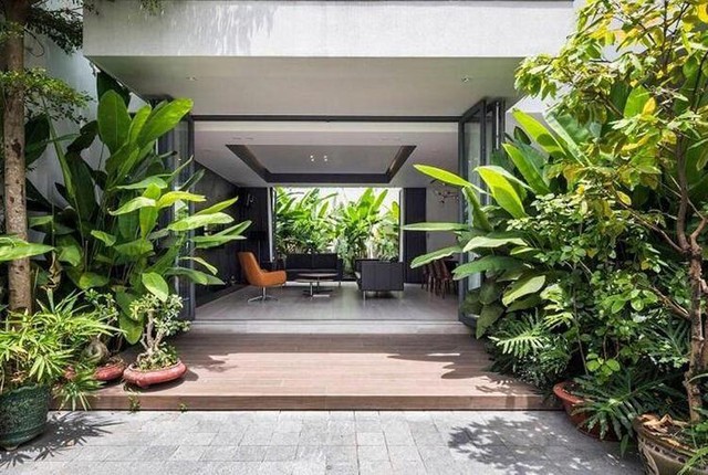 5 loại cây không nên trồng trước cửa nhà: Cây càng xanh tốt nhà càng suy- Ảnh 1. 5 loại cây không nên trồng trước cửa nhà: Cây càng xanh tốt nhà càng suy- Ảnh 1.