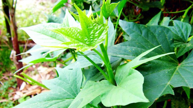 Người xưa coi đây là "rau dưỡng thọ", thường trồng quanh nhà để ăn quanh năm - Ảnh 1.