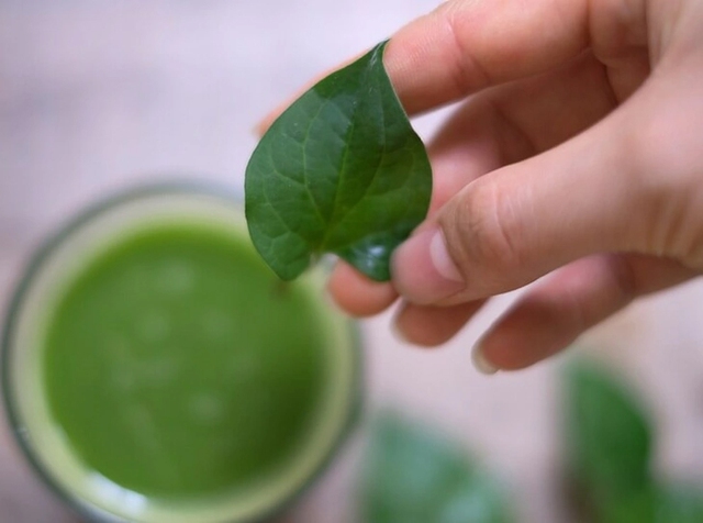 Việt Nam c&oacute; 1 loại l&aacute; l&agrave; "kem chống nắng tự nhi&ecirc;n", gi&uacute;p t&oacute;c đen v&agrave; mọc nhanh hơn, cực tốt sức khỏe nhưng nhiều người kh&ocirc;ng d&aacute;m d&ugrave;ng - Ảnh 4.