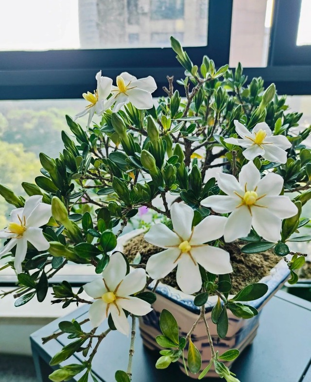 4 loại cây "đại cát", rất nên trồng trong nhà- Ảnh 4. 4 loại cây "đại cát", rất nên trồng trong nhà- Ảnh 4.
