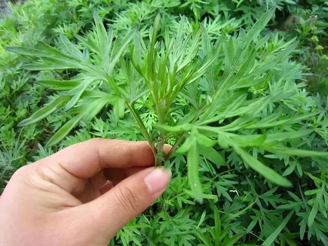 Vì sao người xưa thường trồng 1 bụi cây ngải cứu trước cửa nhà?- Ảnh 2. Vì sao người xưa thường trồng 1 bụi cây ngải cứu trước cửa nhà?- Ảnh 2.