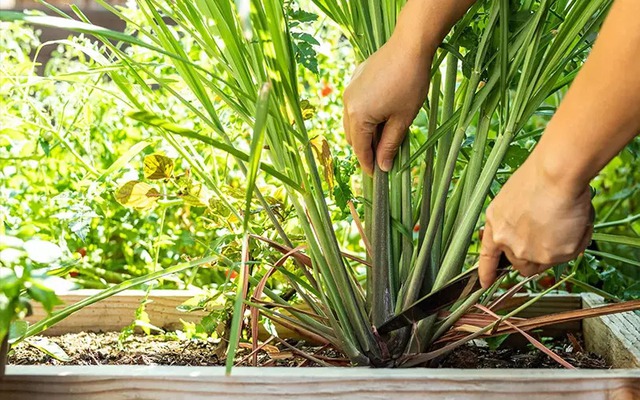 3 loại cây người xưa thường trồng quanh nhà để đuổi muỗi hiệu quả- Ảnh 1. 3 loại cây người xưa thường trồng quanh nhà để đuổi muỗi hiệu quả- Ảnh 1.