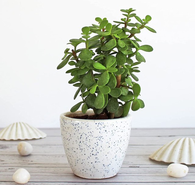 5 loại cây cảnh nên đặt trong phòng thờ- Ảnh 4. 5 loại cây cảnh nên đặt trong phòng thờ- Ảnh 4.