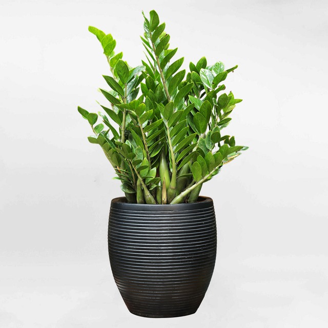 5 loại cây cảnh nên đặt trong phòng thờ- Ảnh 1. 5 loại cây cảnh nên đặt trong phòng thờ- Ảnh 1.