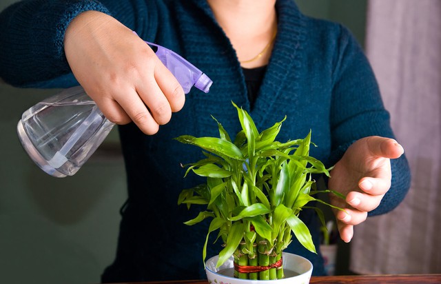 5 loại cây cảnh nên đặt trong phòng thờ- Ảnh 2. 5 loại cây cảnh nên đặt trong phòng thờ- Ảnh 2.