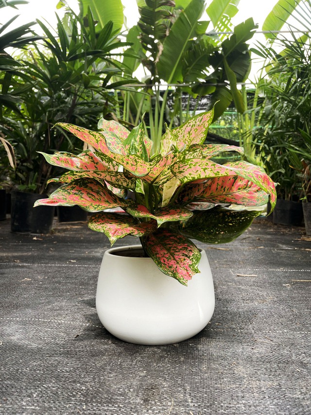 5 loại cây cảnh nên đặt trong phòng thờ- Ảnh 3. 5 loại cây cảnh nên đặt trong phòng thờ- Ảnh 3.