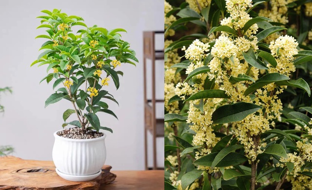 6 loại cây mang lại vận may, nên trồng ở ban công - Ảnh 3.