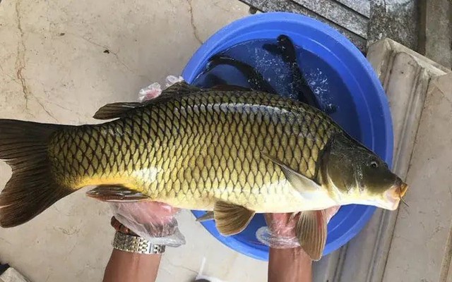Tiết lộ 5 mẹo ăn cá nhận được nhiều dinh dưỡng, tránh nuốt "mầm bệnh": Đơn giản đến ngỡ ngàng - Ảnh 1.