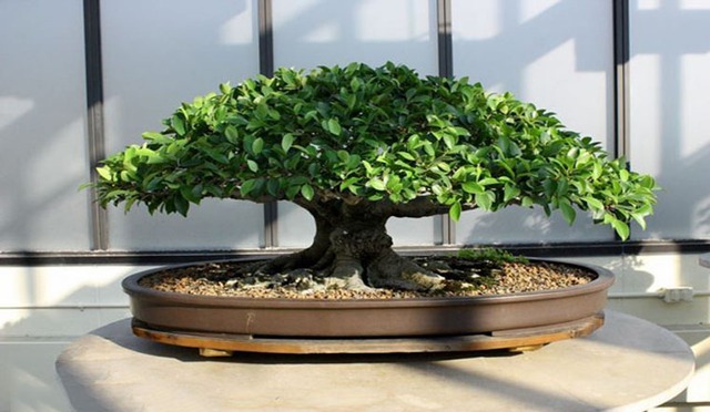 3 loại cây nên đặt ở phòng khách sống trăm năm: Được xem như "báu vật" để lại cho con cháu - Ảnh 1.