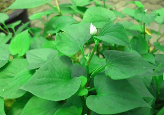 V&igrave; sao người xưa thường trồng c&acirc;y diếp c&aacute; quanh nh&agrave;?- Ảnh 1.