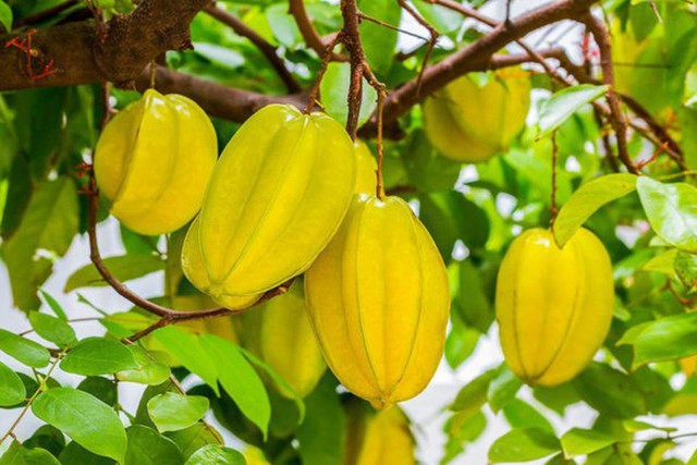 Trồng khế trong nhà đặt ở vị trí phong thủy này: Gia chủ dễ có quý nhân hỗ trợ - Ảnh 1.