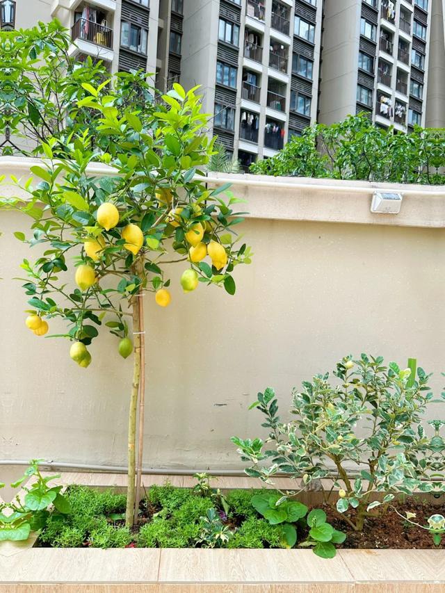 Gia đình khá giả thường trồng 3 loại cây ăn quả này: Biểu tượng của sung túc, "vàng bạc đầy nhà"- Ảnh 1.