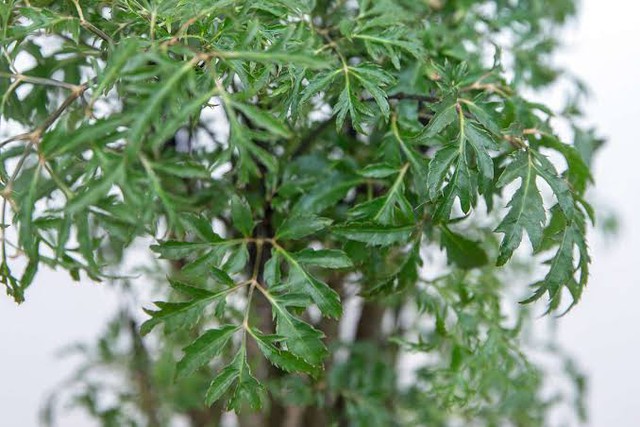 4 l&yacute; do v&igrave; sao n&ecirc;n trồng một c&acirc;y đinh lăng ở cổng nh&agrave;- Ảnh 2.