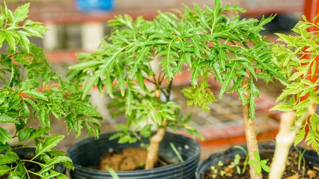 6 lưu cho gia đình đang trồng đinh lăng để quanh năm xanh mướt, tán dày - Ảnh 1.