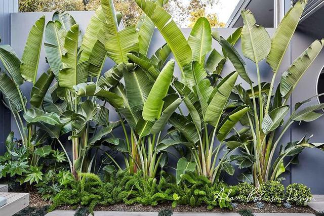 Đây là vị trí trồng cây chuối để mang tới may mắn cho gia chủ- Ảnh 1.