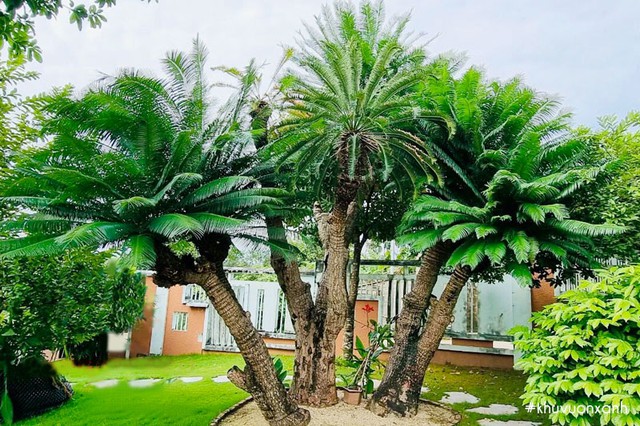 3 loại cây trồng trong nhà dễ gặp họa- Ảnh 1.