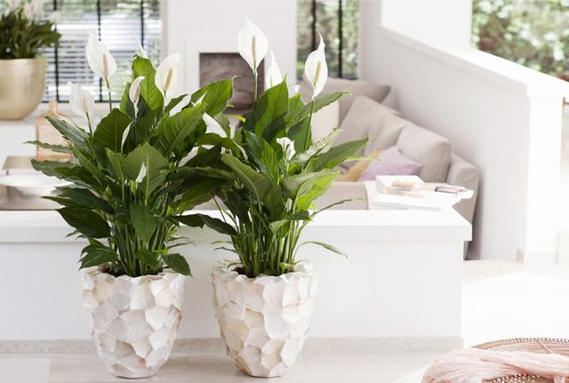 3 cây nên có trong nhà: Được ví là "cây hạnh phúc" giúp không gian sống thêm bình yên, gắn kết - Ảnh 1.