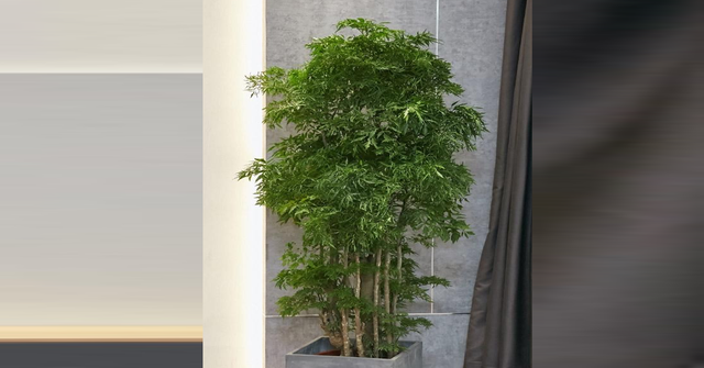 Cây đinh lăng nên trồng ở đâu trong nhà để hút tài lộc? - Ảnh 1.