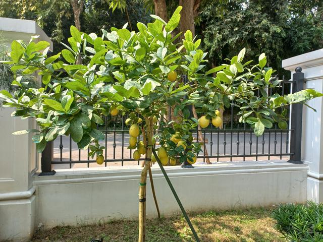 5 l&yacute; do nhất định phải trồng một c&acirc;y chanh trong nh&agrave; - Ảnh 1.