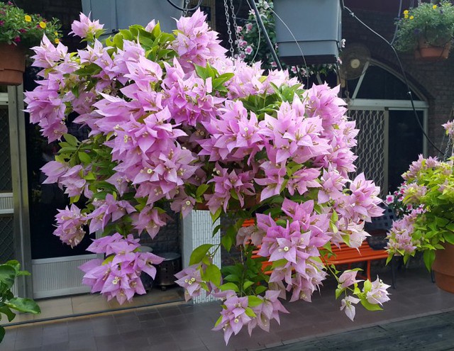 5 lý do nên trồng một cây hoa giấy trong nhà - Ảnh 1.