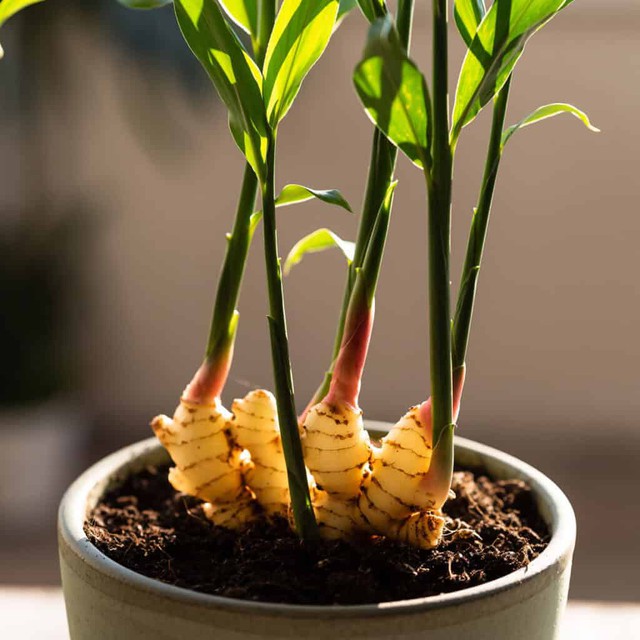5 lý do vì sao gia đình nào cũng nên trồng một chậu gừng trong nhà - Ảnh 3.