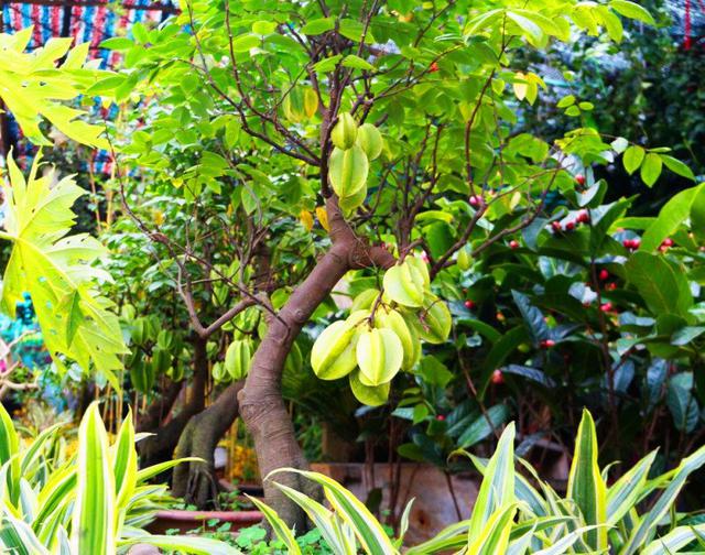 5 l&yacute; do nhiều gia đ&igrave;nh chọn trồng khế trước nh&agrave;, kh&ocirc;ng phải ai cũng biết- Ảnh 1.