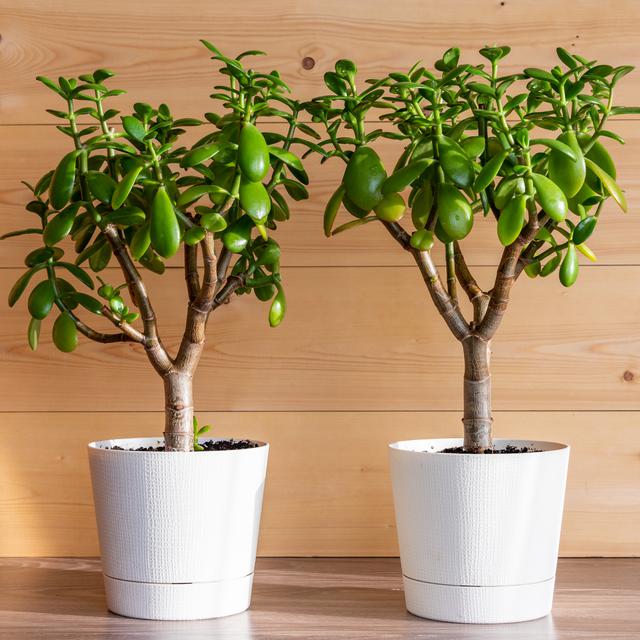 5 loại c&acirc;y thường được trồng để &ldquo;cầu may&rdquo; - Ảnh 4.