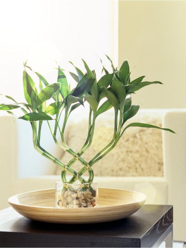 5 loại c&acirc;y thường được trồng để &ldquo;cầu may&rdquo; - Ảnh 1.