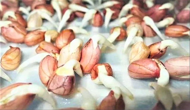 Đừng vội vứt bỏ! Những thực phẩm n&agrave;y khi nảy mầm c&oacute; thể tăng gi&aacute; trị dinh dưỡng - Ảnh 3.