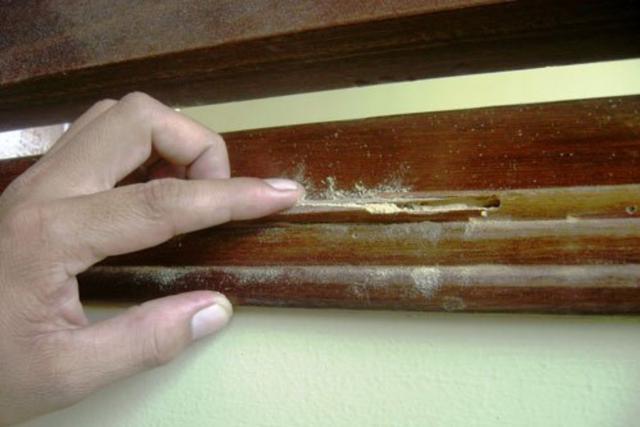 Pha bắt mọt gỗ đỉnh cao giúp dân tình được khai sáng: Hoá ra sinh vật này có hình thù không như chúng ta tưởng - Ảnh 4.