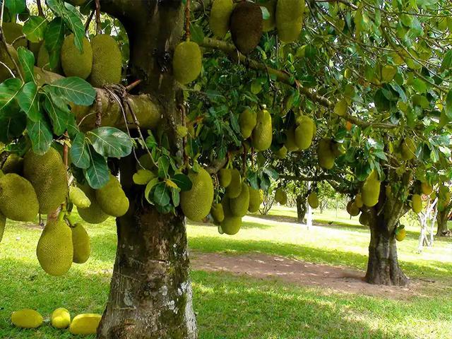 5 lý do nên trồng một cây mít trong vườn nhà- Ảnh 1.