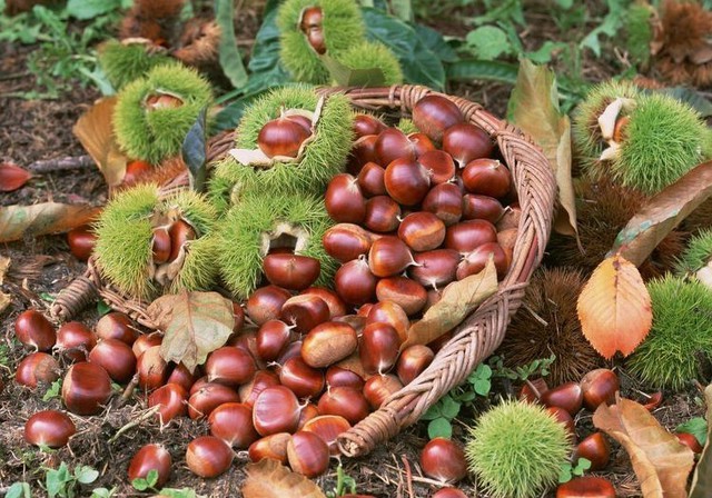 Loạt hạt v&agrave;o m&ugrave;a thu đ&ocirc;ng tốt cho sức khỏe nhưng nhiều người Việt lại đang ăn sai c&aacute;ch - Ảnh 1.